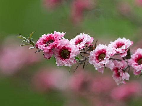75 最適な マヌカハニー 画像 ストック写真 ベクター Adobe Stock