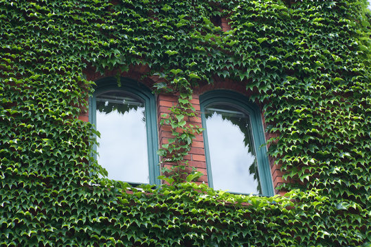 ivy on brick building surround windows