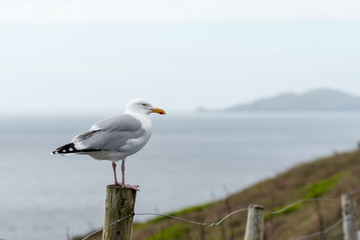 Seagull Stands on a Post in Dingle Peninsula