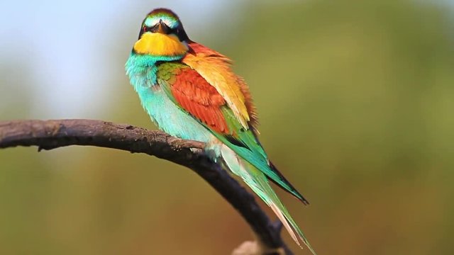 exotic bird cleans the beautiful feather