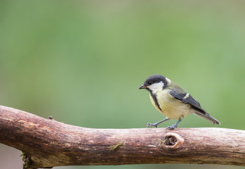 Mésange charbonnière