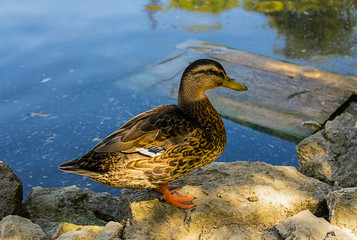 big water bird duck standing in profile against water