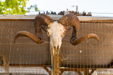Animal white skull with horns of a ram mining on the background of an iron fence