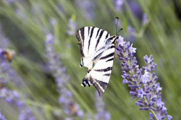 Primo piano del macaone ,bella farfalla ,ferma sul fiore della lavanda
