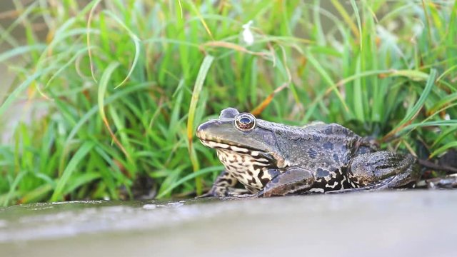 green frog sitting in the grass by the river