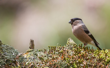 Bouvreuil pivoine femelle