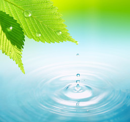 Naklejka na ściany i meble Green leaf with water drops