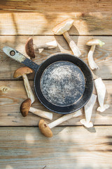 Freshly harvested mushrooms in the forest
