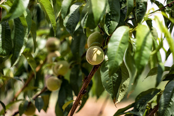 Peach tree with fruits growing in the garden