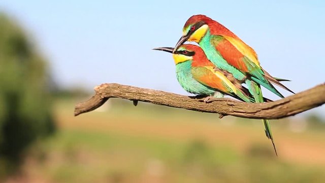 Paradise colored birds are steaming slowmotion