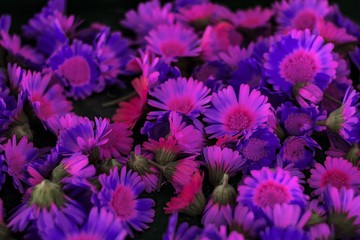 Obraz premium Tekstura niebieskie i fioletowe kwiaty w postaci tła lub wzoru