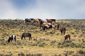 Herd of Wild Mustangs