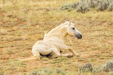 Obraz na płótnie Canvas Wild Mustang Resting/Sitting