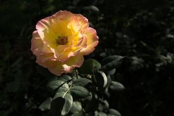 Yellow rose cultivated in the organic garden