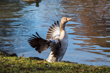 München - Graugans im Englischen Garten