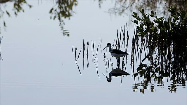 The black-necked stilt (Himantopus mexicanus) in the ornithological reserve Cuba