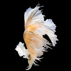 Gold betta fish, Texture Detail of tail siamese fighting fish