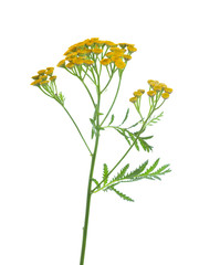 Yellow Tansy (Tanacetum vulgare) flowers isolated on white background. studio shot
