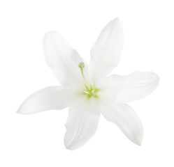 Fototapeta na wymiar White lily isolated on a white background.