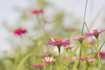 Zinnia pink bloom On blurred background