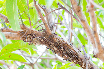 Hymenoptera on the nest on the branches of trees. Selective focus