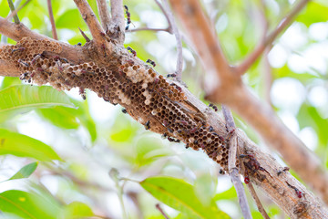 Hymenoptera on the nest on the branches of trees. Selective focus