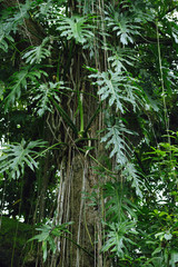 Naklejka premium Big tropical tree for your botany projects or nature publications.