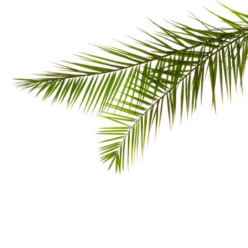  Two  Palm Leaves isolated on white background