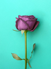 purple single rose on blue background