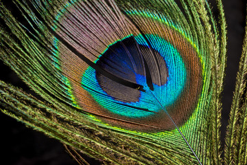 Obraz premium fake flowers with lots of color for artistic use