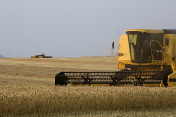 Obraz premium COLHEITA DE TRIGO