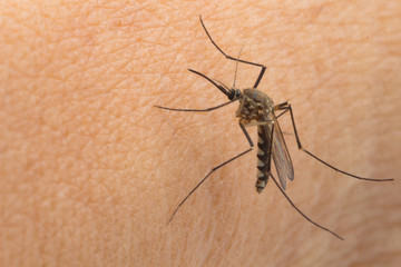 Aedes aegypti Mosquito. Close up a Mosquito sucking human blood