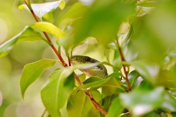 アオダイショウ
