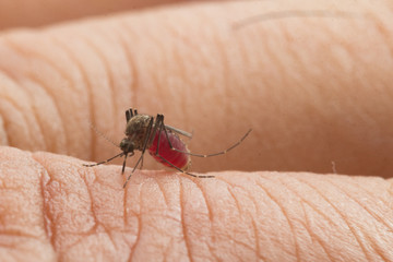 Aedes aegypti Mosquito. Close up a Mosquito sucking human blood