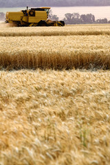 Obraz premium COLHEITA DE TRIGO