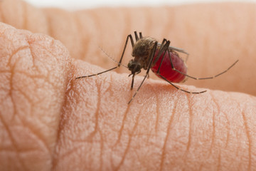 Aedes aegypti Mosquito. Close up a Mosquito sucking human blood
