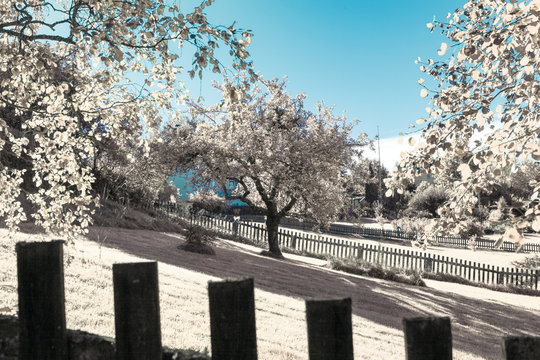 Infrared shot of summer garden with trees and fence. Colors swapped.