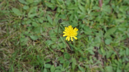 little dandelion