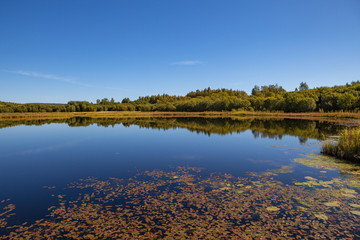 Calm lake with trees along coast. Autumn summer day.
