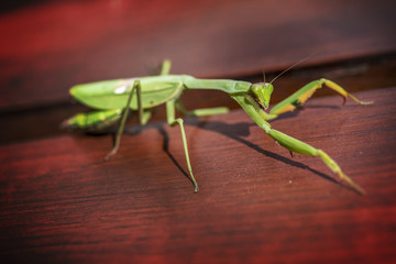 Praying mantis turns his head to look at camera