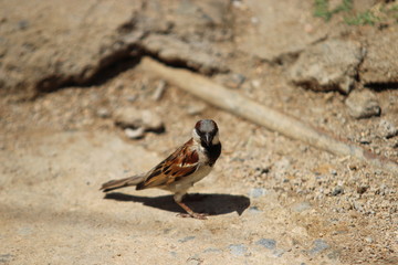 sparrow