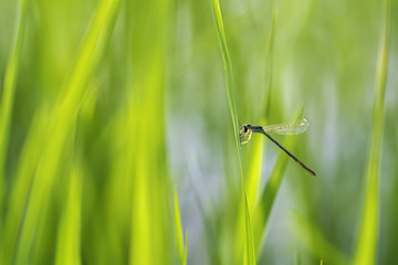 Damselfly Dragonfly perched on grass flower