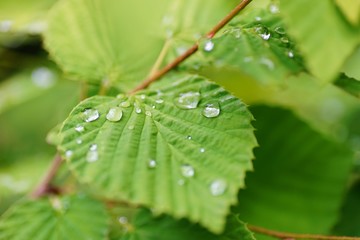 雨に濡れる葉