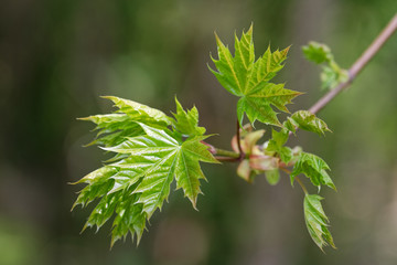 Austreibende Blätter (Spitzahorn)