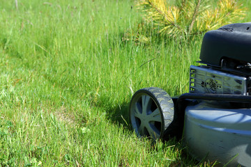 Fototapeta premium Grass