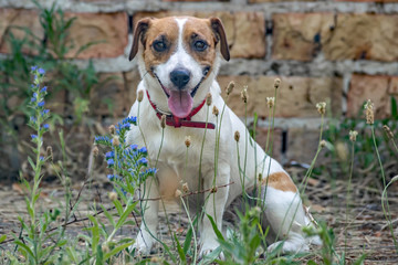 A dog Jack Russell Terrier sitting on the background of the old brick wall of a ruined building and looking to camera