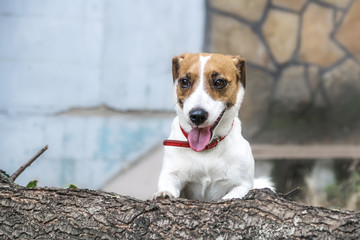 A playful dog Jack Russell Terrier going to jump over the felled tree