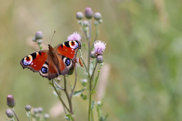 Tagpfauenauge auf Blüte