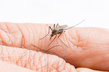 Aedes aegypti Mosquito. Close up a Mosquito sucking human blood,Mosquito Vector-borne diseases,Chikungunya.Dengue fever.Rift Valley fever.Yellow fever.Zika.Mosquito on skin