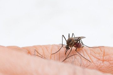 Aedes aegypti Mosquito. Close up a Mosquito sucking human blood,Mosquito Vector-borne diseases,Chikungunya.Dengue fever.Rift Valley fever.Yellow fever.Zika.Mosquito on skin
